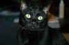 cats_festusheadshot.jpg (15879 bytes)
