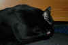 cats_festuslick.jpg (16868 bytes)