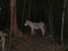 stjferaldonkey.jpg (19596 bytes)